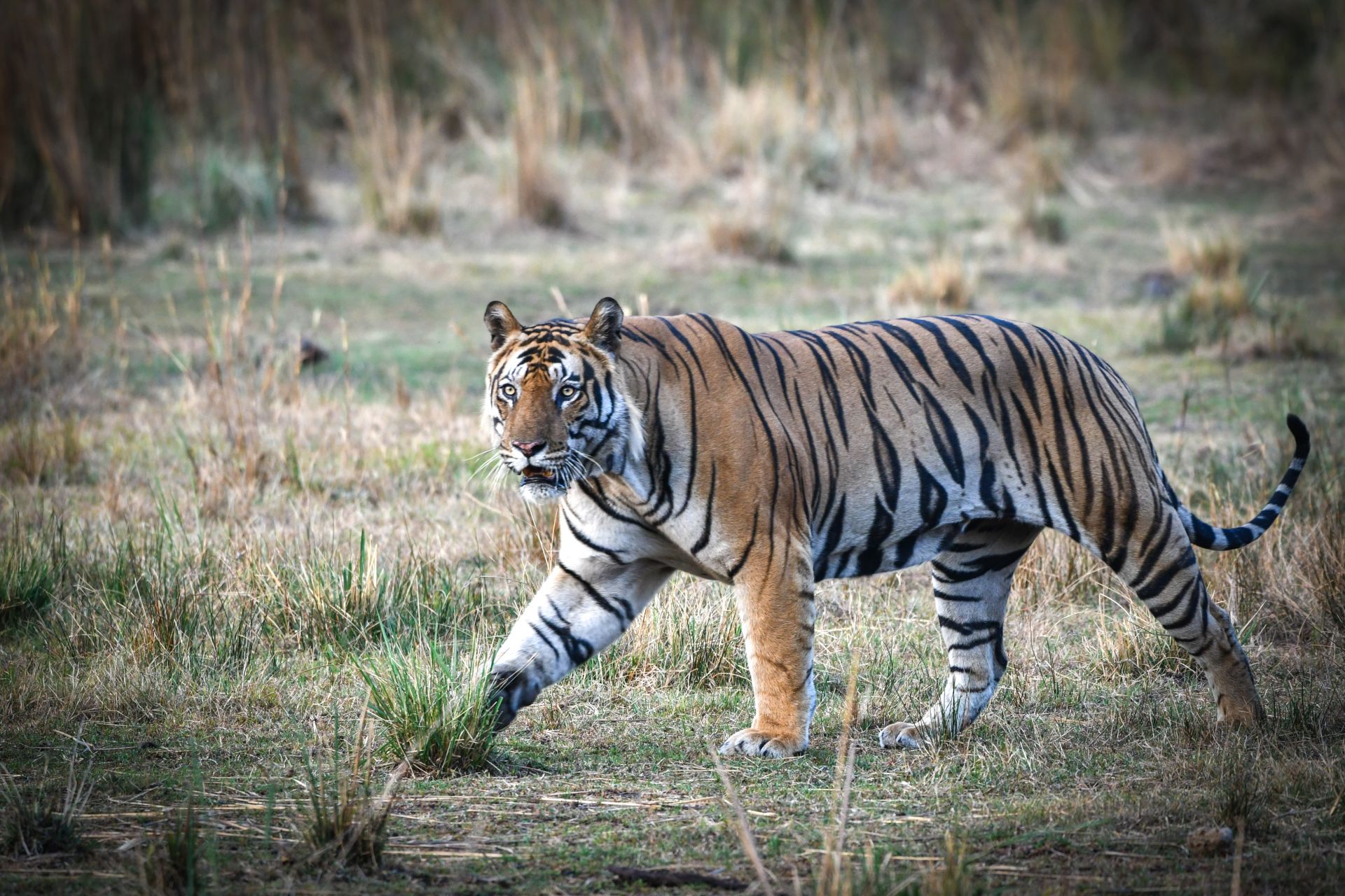 How the Tiger Became an Indian National Symbol